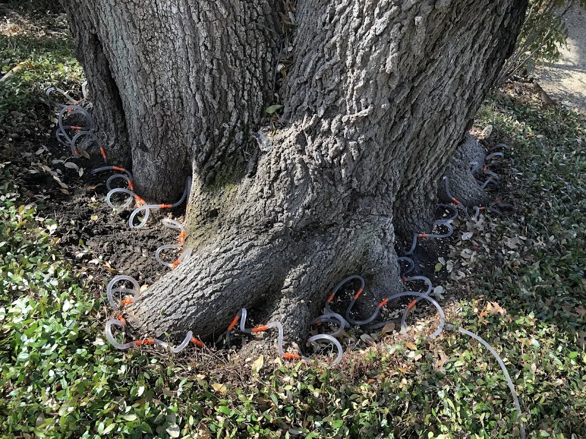 Detailed Tree Cabling and Bracing job site in Paw Paw